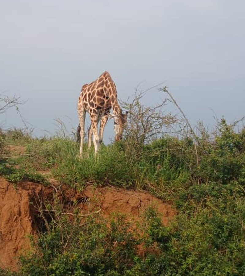 Two giraffe browsing on a ridge above the plains in Murchison Falls National Park, Uganda
