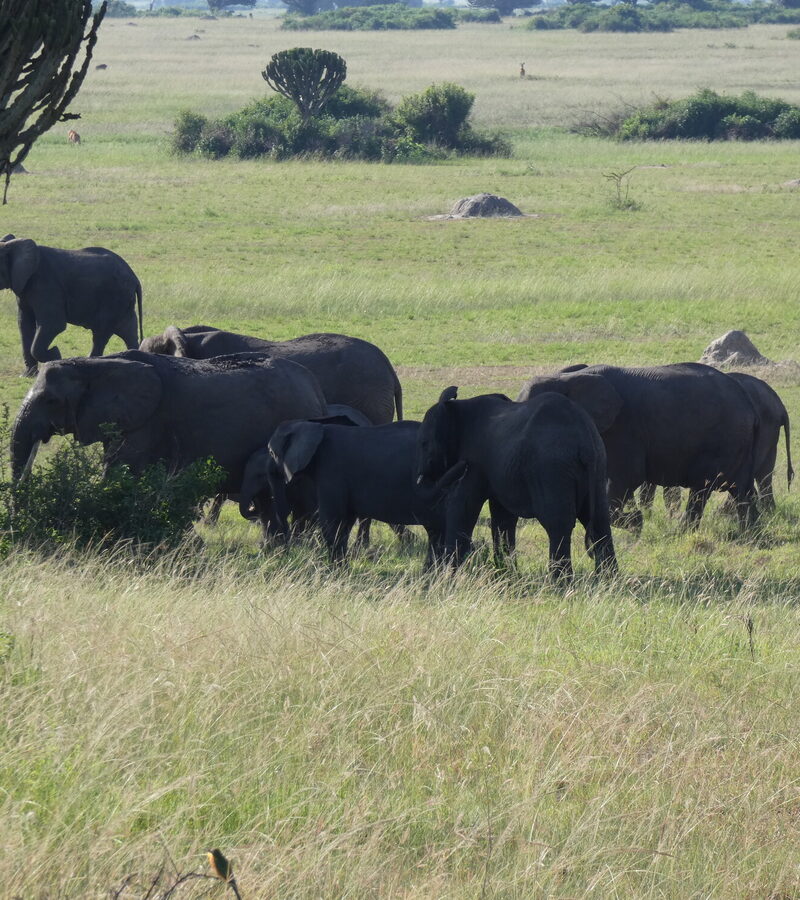 An elephant herd grazing beneath candelabra euphorbia in Queen Elizabeth National Park, Uganda