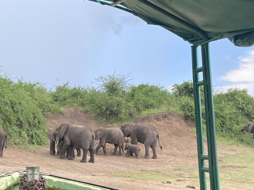 Elephants on the bank of the Kazinga Channel, seen from the cruise boat