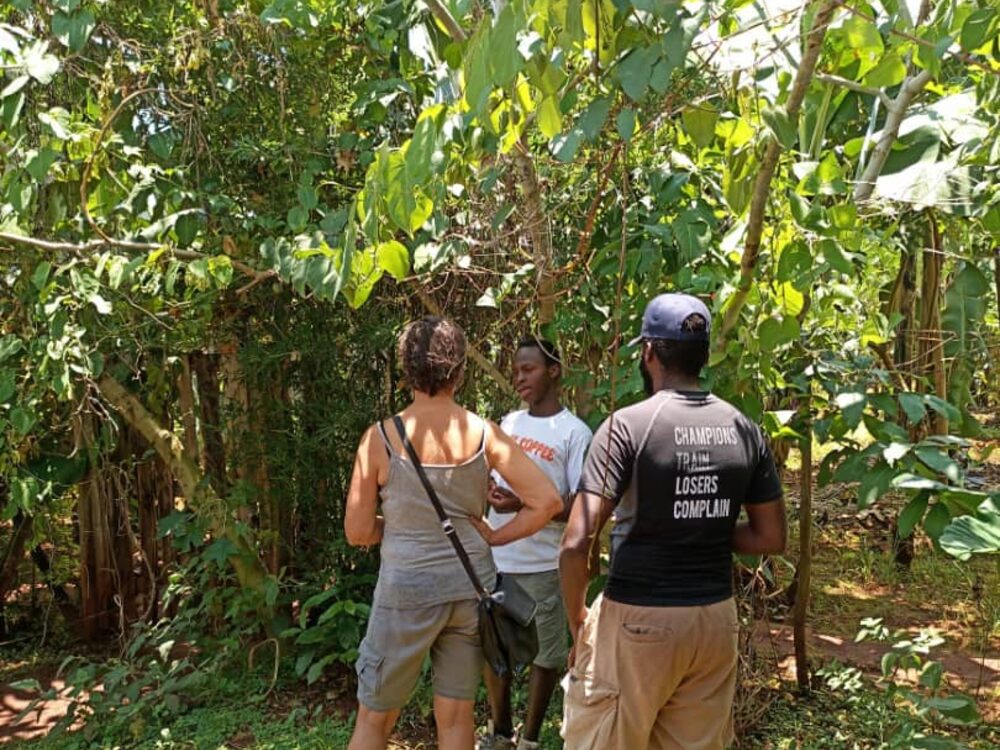 Travellers with their guide walking through a smallholding of coffee and vanilla