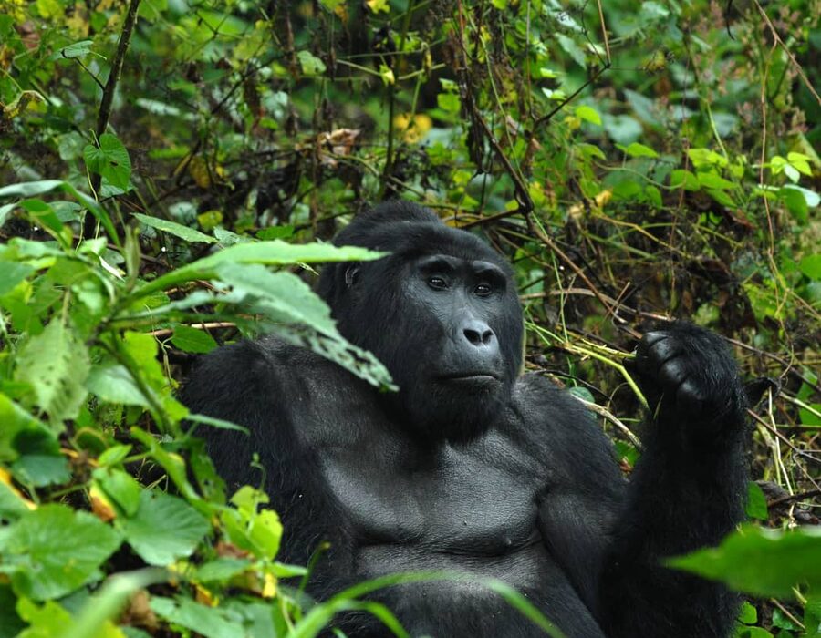 A silverback mountain gorilla sitting in dense undergrowth in Bwindi Impenetrable Forest