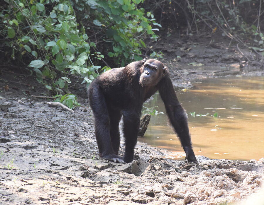 A chimpanzee standing on the bank of a forest river in Kibale, Uganda