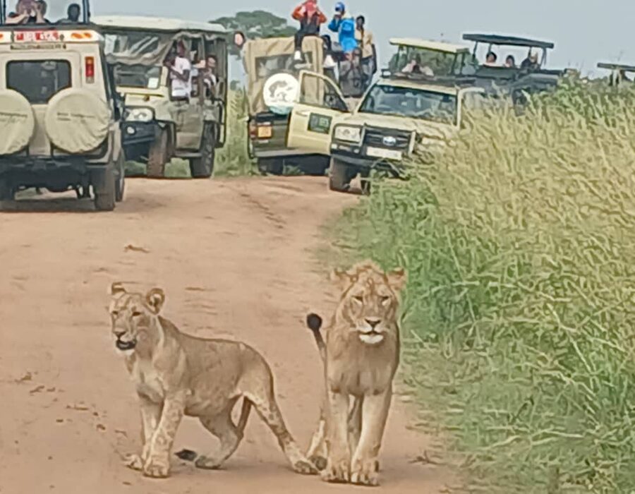 Two lions walking down the track in front of safari vehicles at Murchison Falls