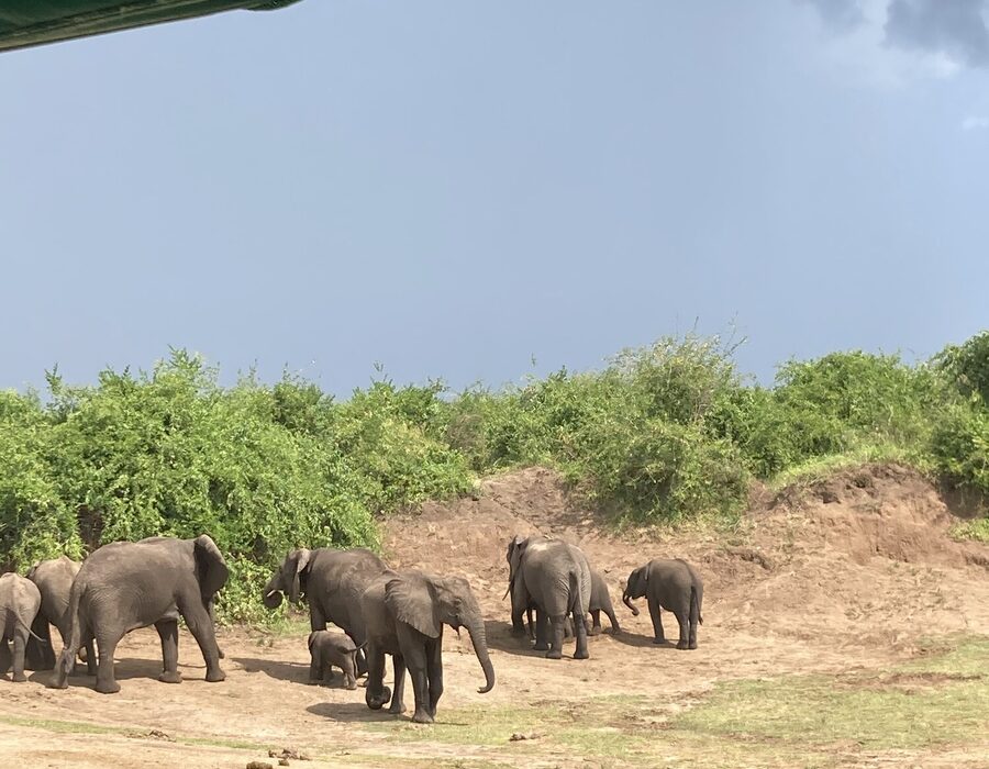 An elephant herd with calves on the bank of the Kazinga Channel, Queen Elizabeth National Park